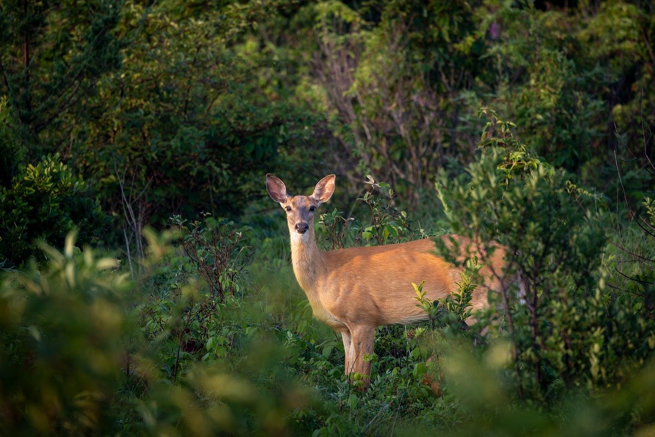 deer picture