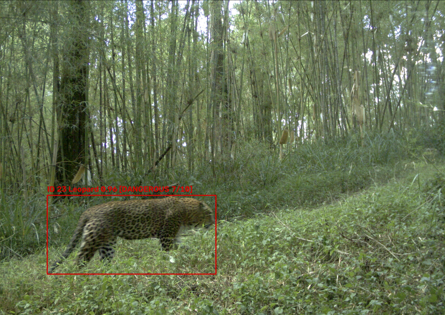 Leopard detected and classified as dangerous