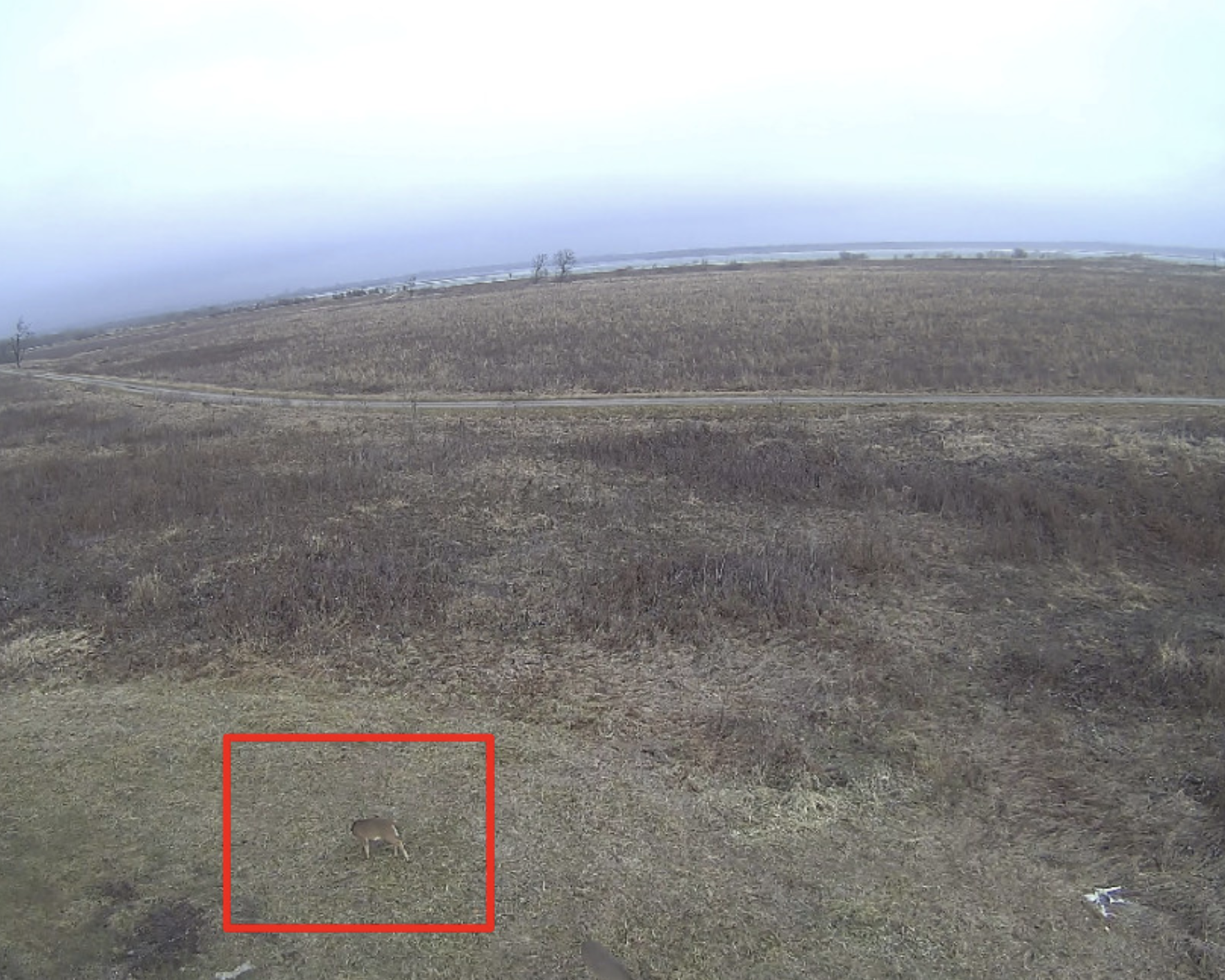 deer detectection with PTZ camera
