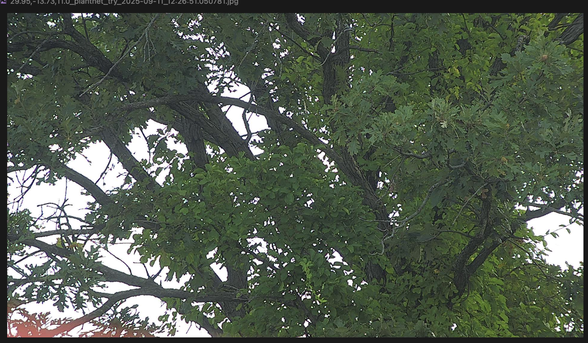 shot of the particular detection