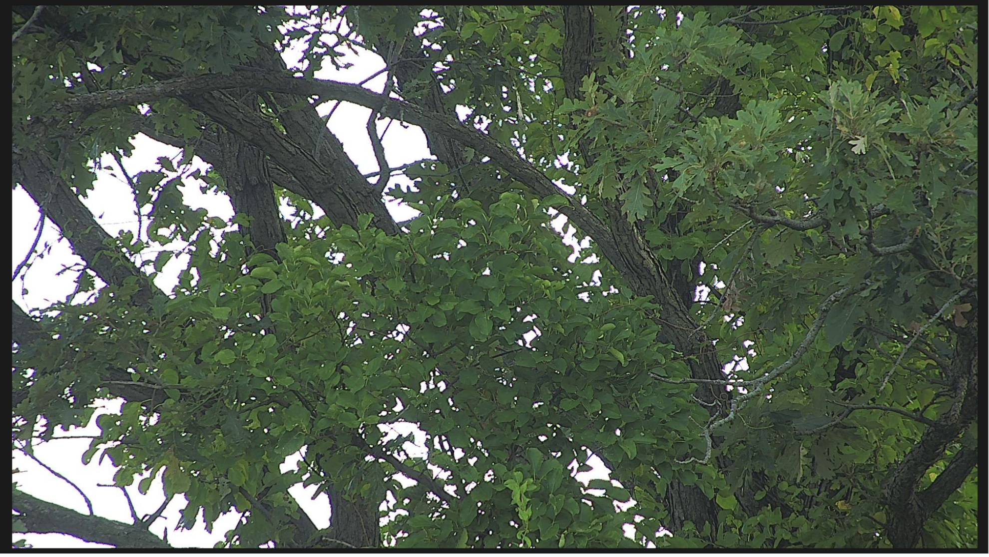A zoomed-in shot of the tree leaves