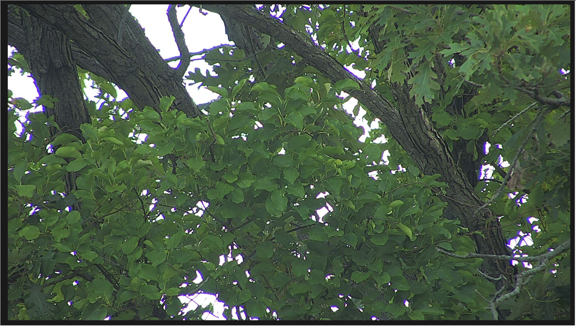 The image sent to PlantNet for analysis