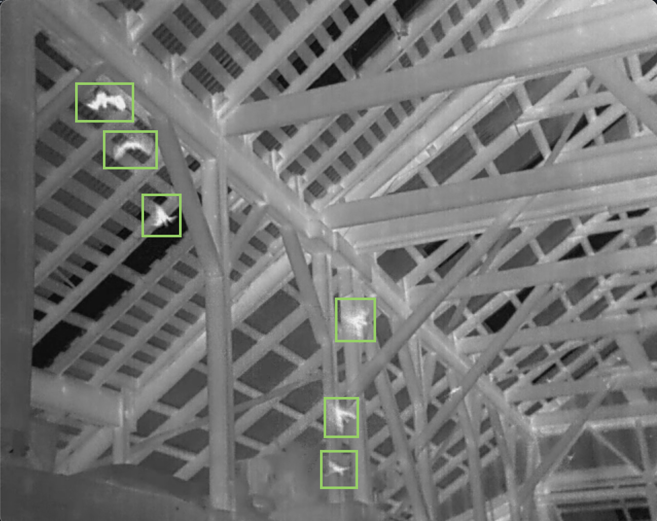 Thermal video of bats